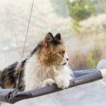 Κρεμαστή Αιώρα για Γάτες Catlax InnovaGoods - Image 6
